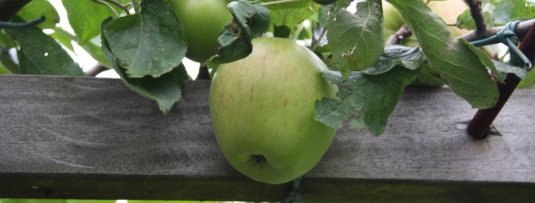 Appelbomen met oude appelrassen