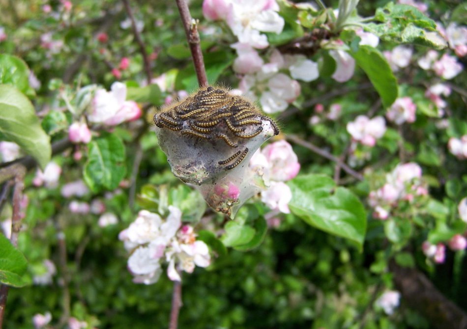 Rupsen in de appelboom voorkomen en bestrijden