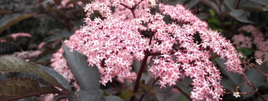 De 3 mooiste vlierbessen voor in je tuin