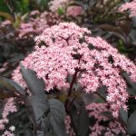 De 3 mooiste vlierbessen voor in je tuin