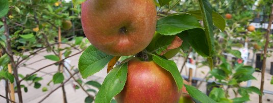 Welke appels vind ik lekker? Alle appelsoorten en hun smaak op een rij