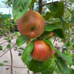 Welke appels vind ik lekker? Alle appelsoorten en hun smaak op een rij