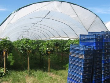 Aardbeien onder plastic zijn net iets eerder rijp dan buiten.