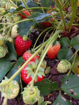 Doordragende aardbei Ostara.