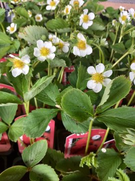 Bloemen van jonge aardbeienplanten