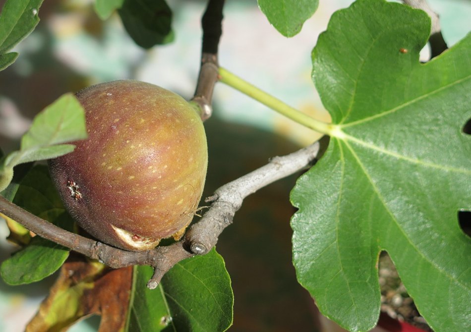 De beste winterharde vijgenbomen en overwinteringstips