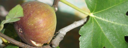 De beste winterharde vijgenbomen en overwinteringstips