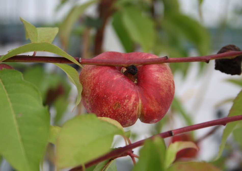 Platte nectarine 'Flateryna'