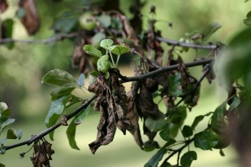 Bacterievuur op appelboom