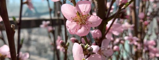 Drie fruitbomen die al in februari bloeien