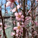 Drie fruitbomen die al in februari bloeien