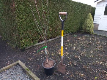 Appelboom planten