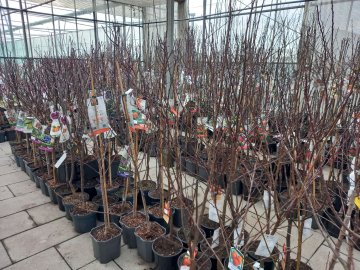 Wij bewaren fruitbomen in pot met vorst in onze onverwarmde kas en loods