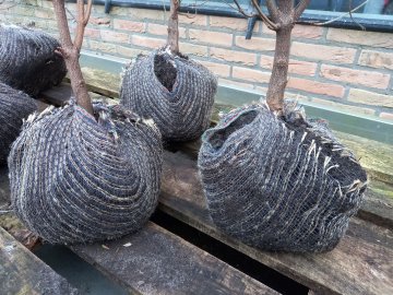 Fruitbomen met wortelkluit in een jute zak bij ons in de winkel