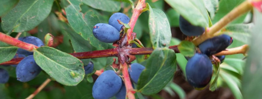 Foto van fruit van Honingbessen