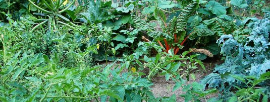 De 3 belangrijkste tips voor fruitbomen- en struiken in je moestuin