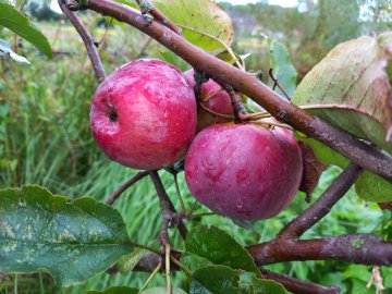 Appels in een boom