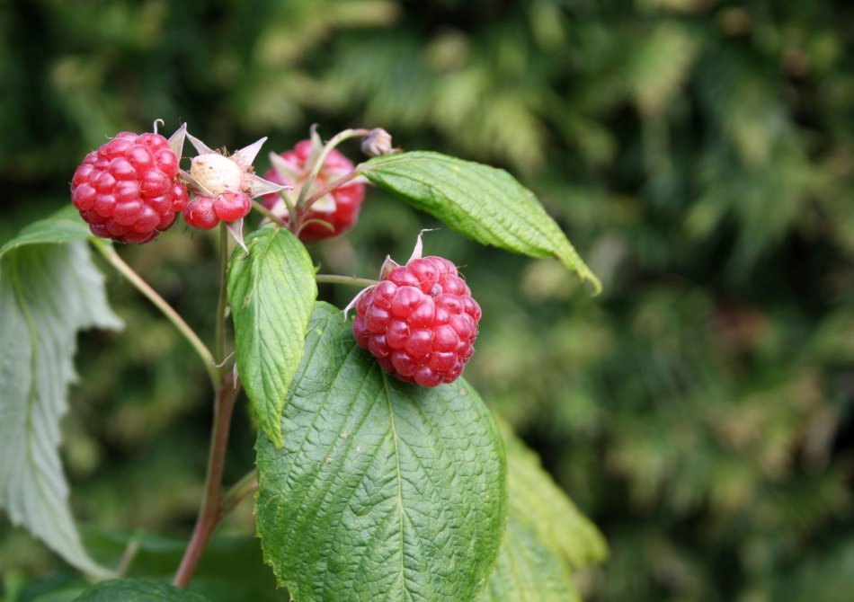 Framboos ‘Zefa Herbsternte'