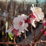 Bloesem van Dwergabrikoos 'Little Sunshine'