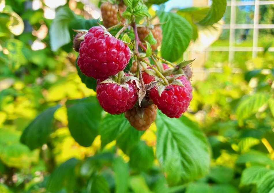 Het verschil tussen zachtfruit, pitfruit, steenfruit en exotisch fruit