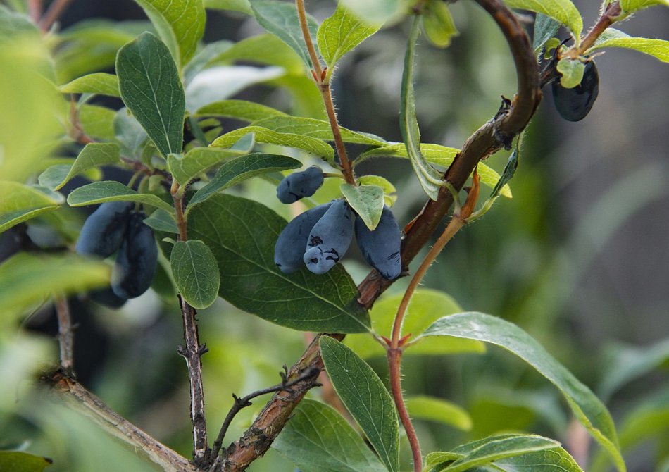 Honingbes ‘Blue Velvet’ ®