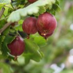 De lekkerste doornloze kruisbessen