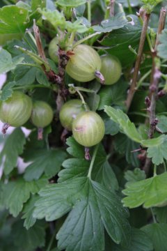 Groene kruisbessen