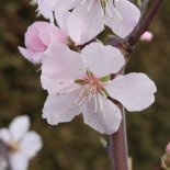 Bloesem van Amandel 'Robijn'