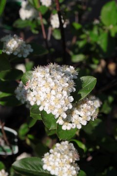 Witte bloemen van aroniabes