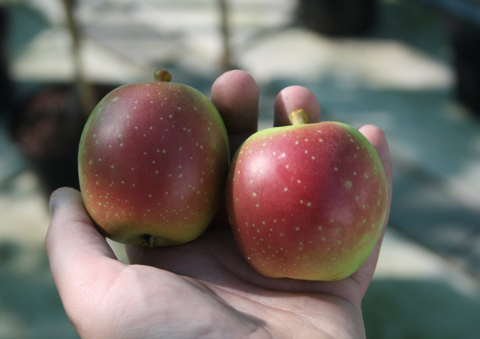 Appel 'Ontarioappel'