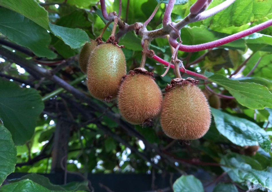 Wat is een slingerplant? En hoe klimmen andere klimplanten?