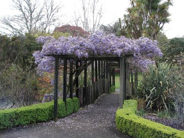 Wisteria op een pergola