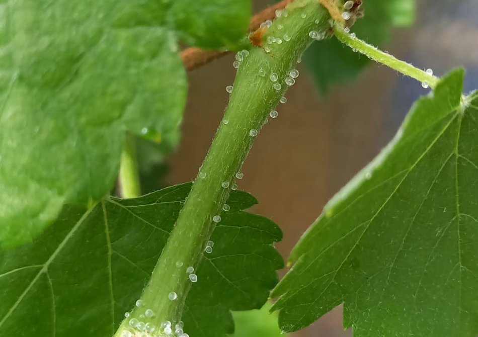 Waterdruppels op takken en bladeren in het voorjaar: guttatie