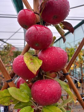 Appels in een halfstam leiboom