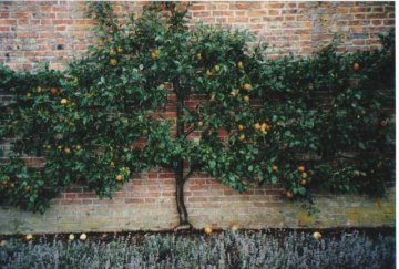 Leiappelboom tegen muur