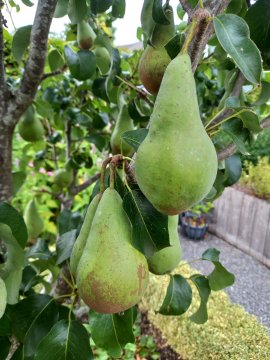 Concorde peren aan de boom