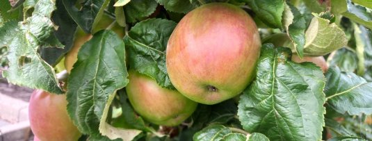 Een mini-appelboom kopen voor de kleine tuin of balkon