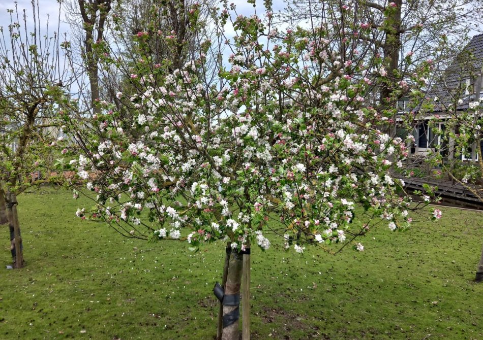 Oude appelboom kopen? Hierop moet je letten!