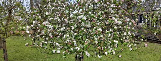 Oude appelboom kopen? Hierop moet je letten!