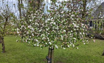 Oude appelboom kopen? Hierop moet je letten!