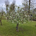 Oude appelboom kopen? Hierop moet je letten!