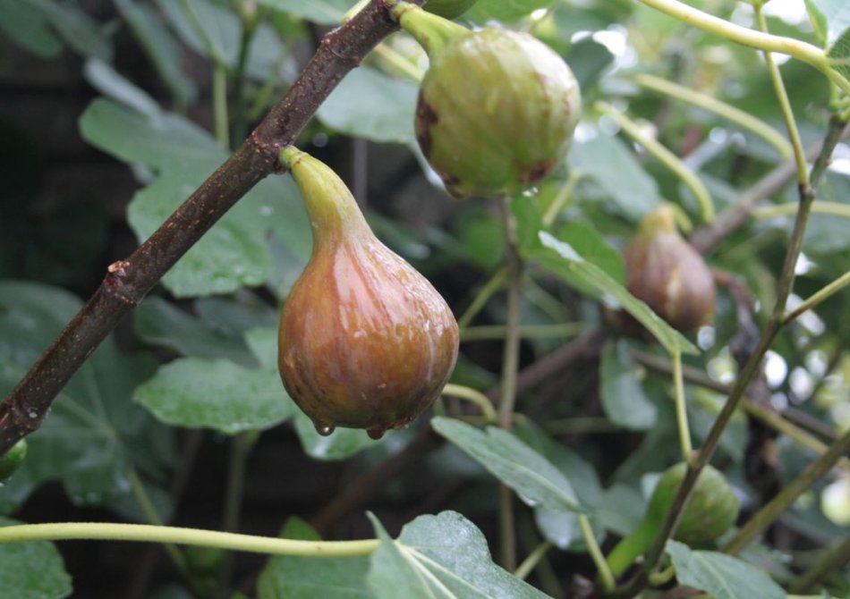 Fruitbomen die goed tegen droogte kunnen