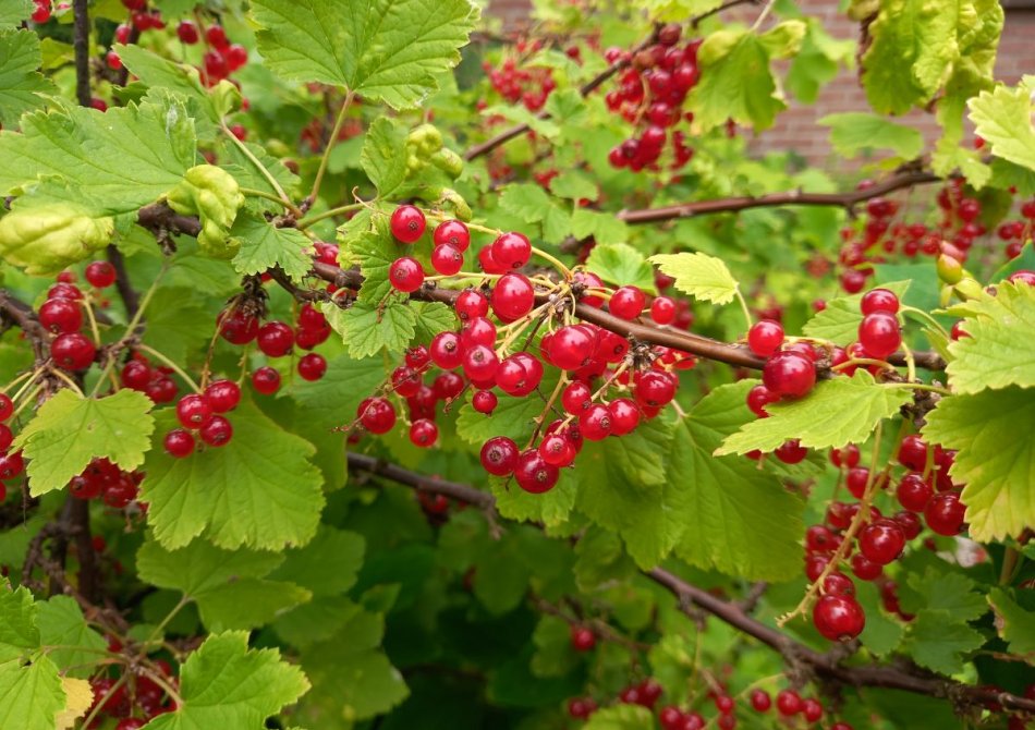 De lekkerste soorten zomerfruit die je in juli kunt plukken