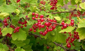 De lekkerste soorten zomerfruit die je in juli kunt plukken