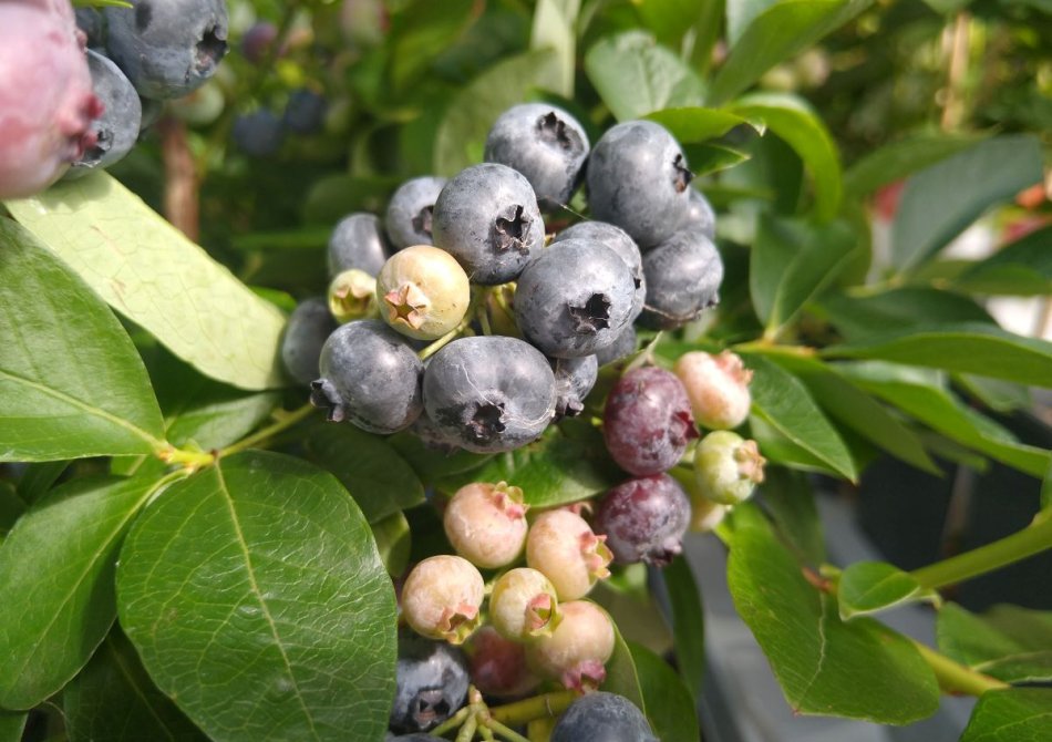 5 soorten blauwe bessen die een plaats in je tuin waard zijn