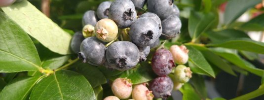 5 soorten blauwe bessen die een plaats in je tuin waard zijn