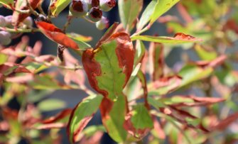 Bruine randen bij fruitbomen- en struiken door bladverbranding