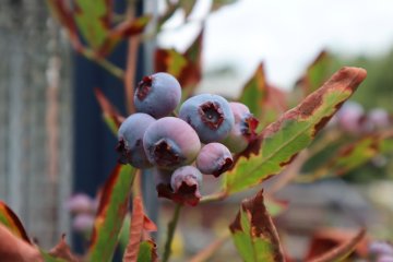 Blauwe bessen aan struik met bladverbranding