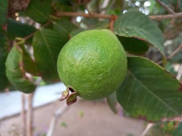 Feijoa vruchten