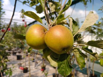 Appelboom met gele appels